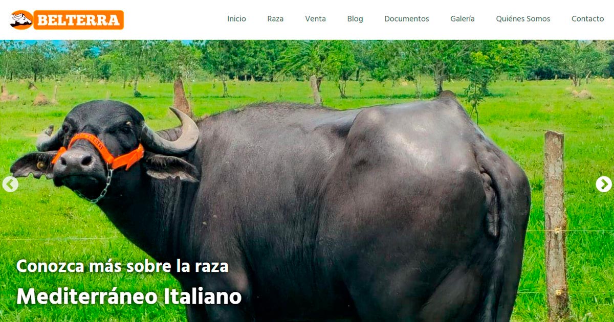 Búfalos Belterra
